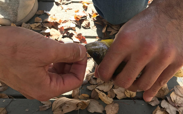 Two friends working a fish off a line together on a leaf-covered dock