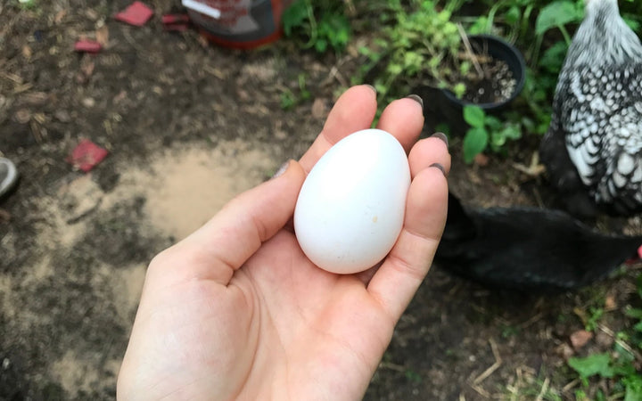 A fresh egg held in an open hand, a chicken in the background